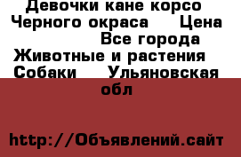 Девочки кане корсо. Черного окраса.  › Цена ­ 65 000 - Все города Животные и растения » Собаки   . Ульяновская обл.